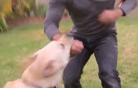 (ViDEO) “El Encantador de perros” Cesar Millan es mordido por un perro labrador
