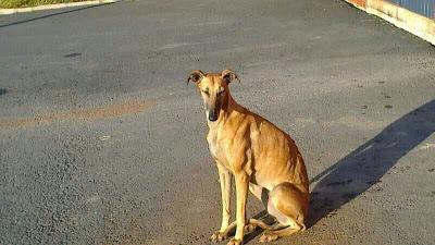 Canela, galga en la calle. (Huelva)