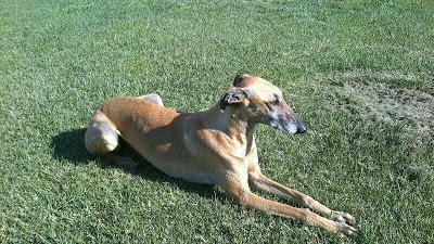 Canela, galga en la calle. (Huelva)
