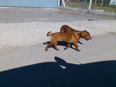 CACHORROS PODENCOS EN ABANDONO. (la hembra esta cojita...) SEVILLA.