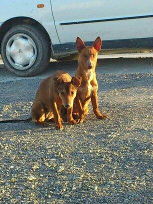 CACHORROS PODENCOS EN ABANDONO. (la hembra esta cojita...) SEVILLA.