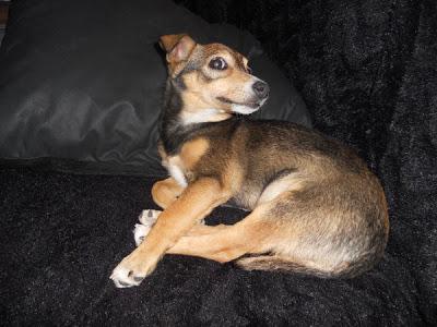 Alba, 5 meses, tamaño pequeño de adulta. ADOPCIÓN!! (Jaen)