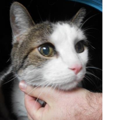 Michi, gato de 20 años dejado por su dueño en la perrera de Zaragoza.