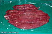 SOLOMILLO DE CERDO RELLENO DE QUESO DE CABRA Y PIMIENTO DEL PIQUILLO CON SALSA DE MEMBRILLO SOBRE CAMA DE ESPINACAS A LA CREMA