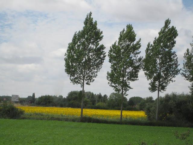 LA LOCA DE LA PRADERA