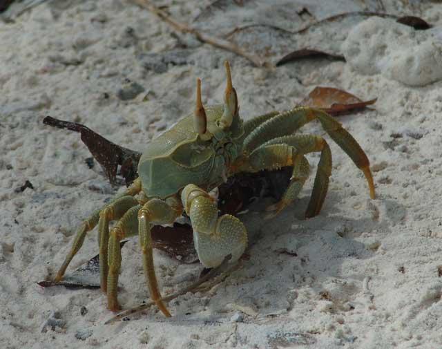 cangrejo fantasma cornudo (Ocypode ceratophthalmus)