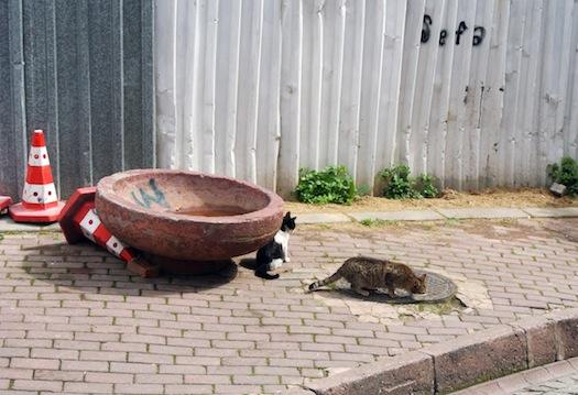 Los gatos de Estambul II