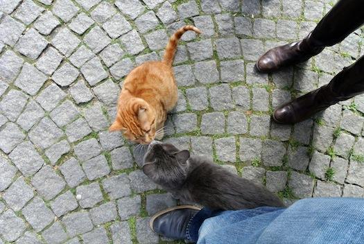 Los gatos de Estambul II