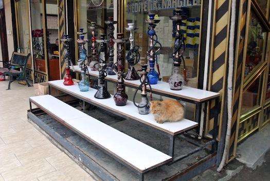 Los gatos de Estambul II
