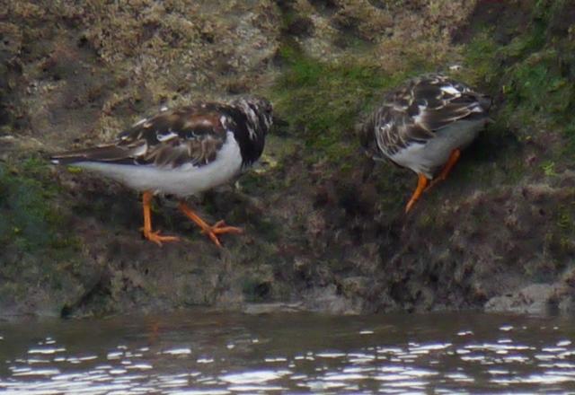 Primeros limícolas en paso