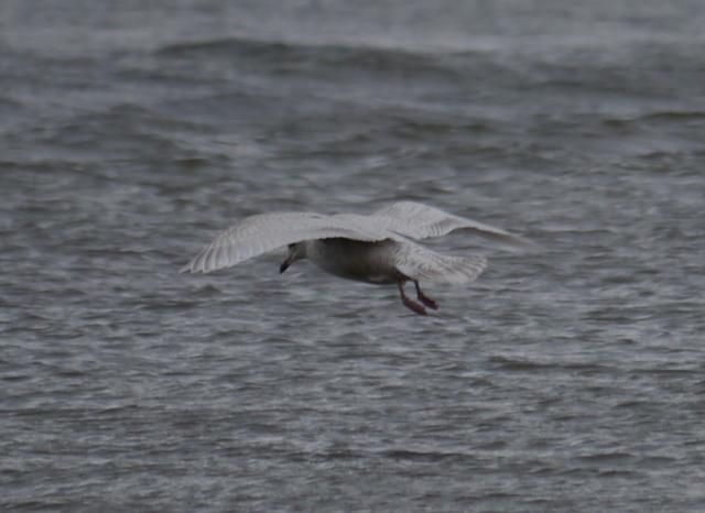 Primeros limícolas en paso