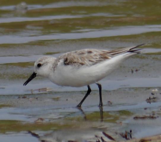 Primeros limícolas en paso