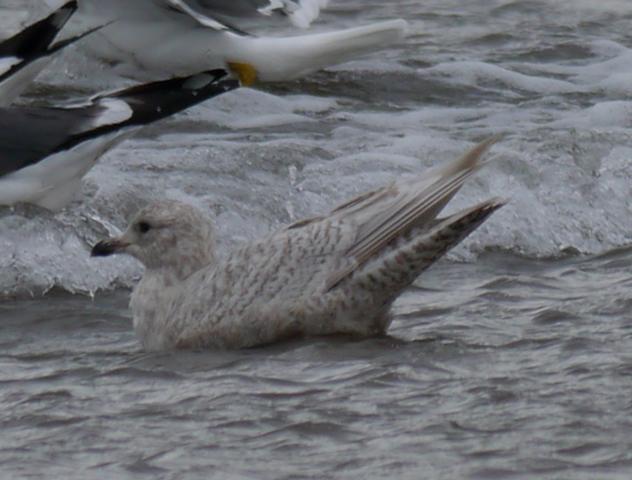 Primeros limícolas en paso