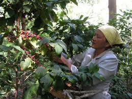 Militares asignados a IAD tumban viviendas en Monteada Nueva.
