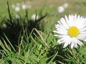 Margarita (Bellis perennis).