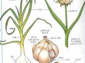 ayuda mejorar circulación. sabías?