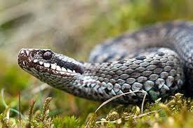 Cómo actuar ante una picadura de víbora