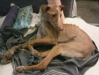 URGENTE, Lucy nos necesita a todos. (Mirad su estado) SEVILLA.