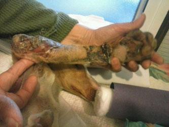 URGENTE, Lucy nos necesita a todos. (Mirad su estado) SEVILLA.