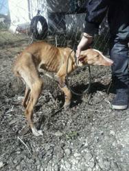 URGENTE, Lucy nos necesita a todos. (Mirad su estado) SEVILLA.