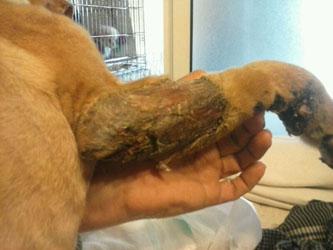 URGENTE, Lucy nos necesita a todos. (Mirad su estado) SEVILLA.