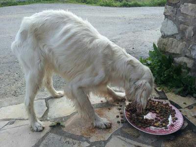 Ayuda para encontrar a Bella. (Vizcaya)