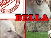 Ayuda para encontrar Bella. (Vizcaya)