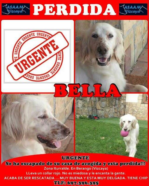 Ayuda para encontrar a Bella. (Vizcaya)
