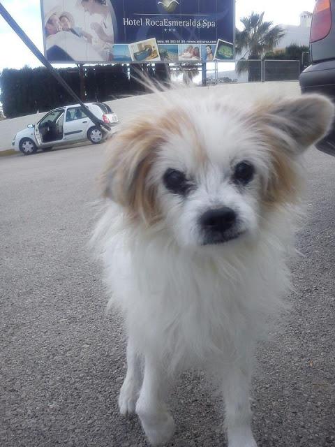 ABUELITO QUE NO VE NI OYE BIEN PERDIDO EN CALPE. MUY URGENTE!!