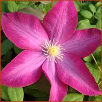 Clematis