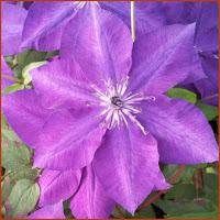 Clematis
