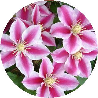 Clematis