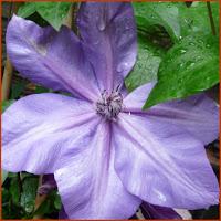 Clematis