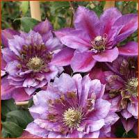 Clematis