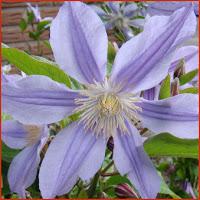 Clematis