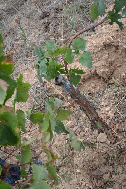 SICUS ( DO. Penedès) Añada, clima, variedad, suelo y trabajo