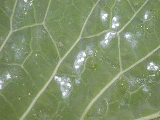 4 soluciones contra la Mosca Blanca