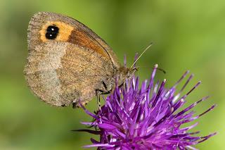 Erebia neoridas ( Boisduval, 1828)