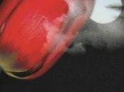 Reseña "Medianoche"