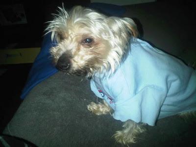 HIRU, LE ARRANCARON EL CHIP Y QUERÍAN DEJARLO MORIR DE LA MANERA MÁS CRUEL...