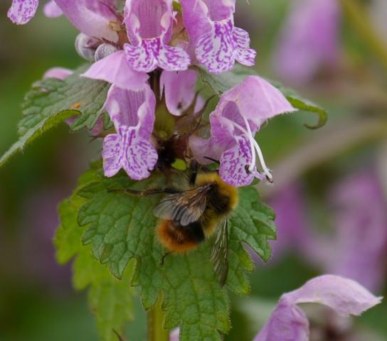 Bombus