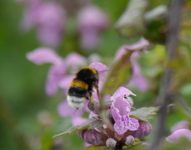 Bombus
