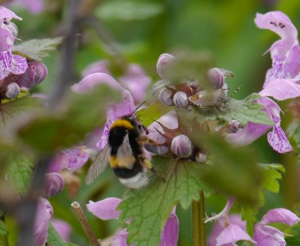 Bombus