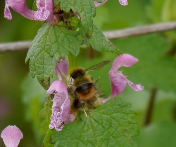 Bombus