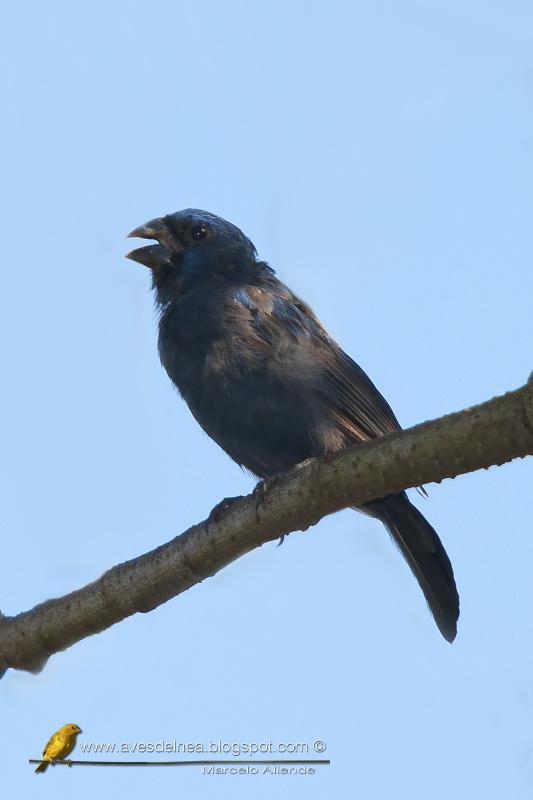 Reinamora grande (Ultramarine Grosbeak)