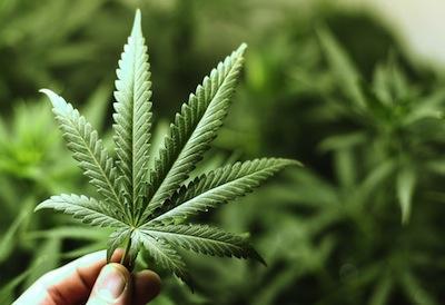 El cannabis podría hacer menos molesto el dolor