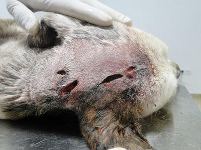 Lena, galga encontrada dentro de un saco en un contenedor. AYUDA PARA SALVARLA. (BADAJOZ)