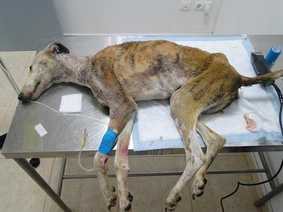 Lena, galga encontrada dentro de un saco en un contenedor. AYUDA PARA SALVARLA. (BADAJOZ)