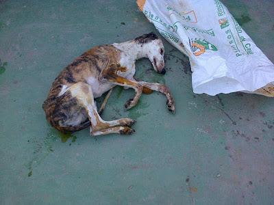 Lena, galga encontrada dentro de un saco en un contenedor. AYUDA PARA SALVARLA. (BADAJOZ)