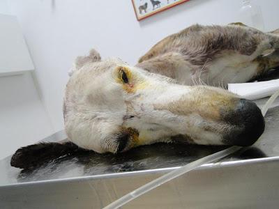 Lena, galga encontrada dentro de un saco en un contenedor. AYUDA PARA SALVARLA. (BADAJOZ)